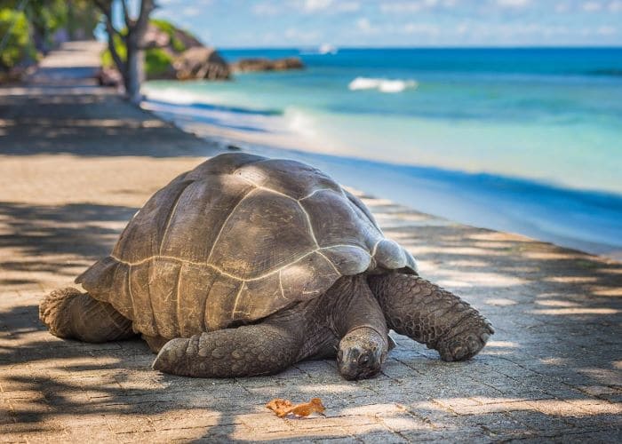 Что посмотреть на Сейшелах. Сейшельские черепахи на острове Прайслин