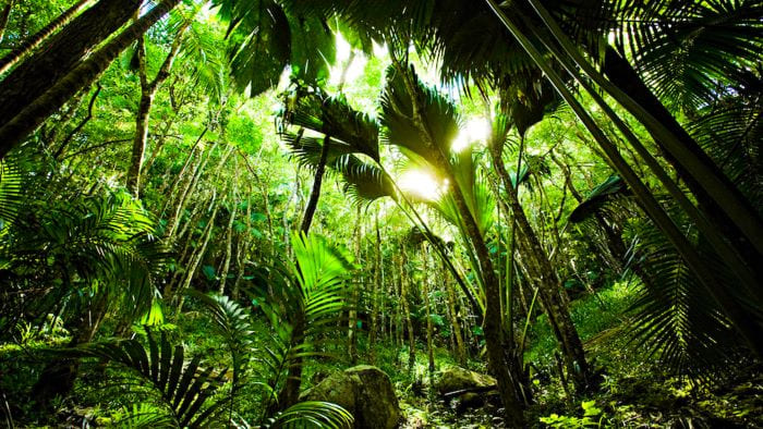 Что посмотреть на Сейшелах. Реликтовый палмовый лес на острове Прайслин
